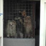 En la inspección realizada se encontraron 265 perros y 41 gatos en condiciones deplorables además de los cadáveres de 46 animales en un arcón frigorífico