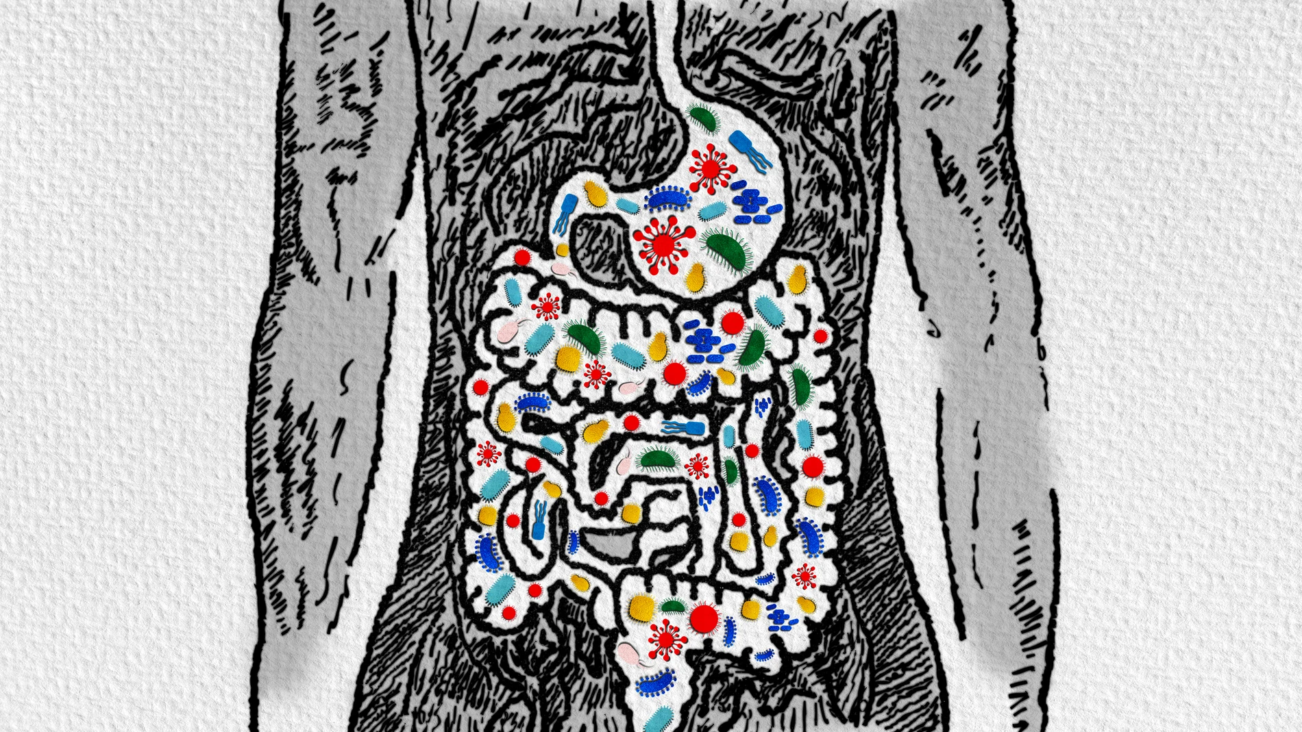 Actualmente se investiga la eficacia de la bacteria Akkermasia muciniphila en trastornos de obesidad