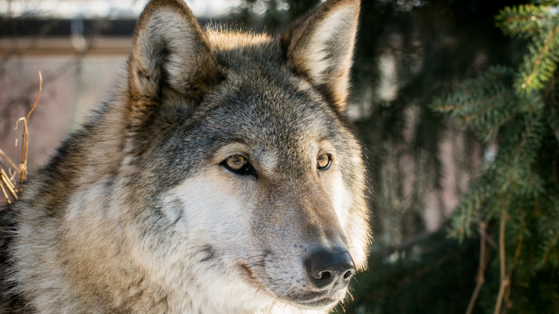 Imagen de un perro lobo checoslovaco similar a los que han atemorizado a los vecinos de Requena y Yátova