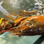 Requisados 100 kilos de pescado y 22 de cangrejos de prohibida comercialización en varios locales de Usera