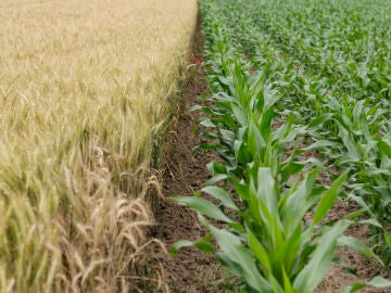 Una cosecha de ma&iacute;z, a la izquierda seca y a la derecha verde
