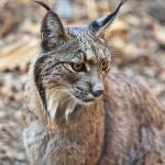 Lince ibérico