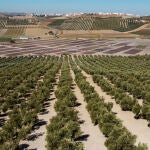 Viñedos en la provincia de Córdoba