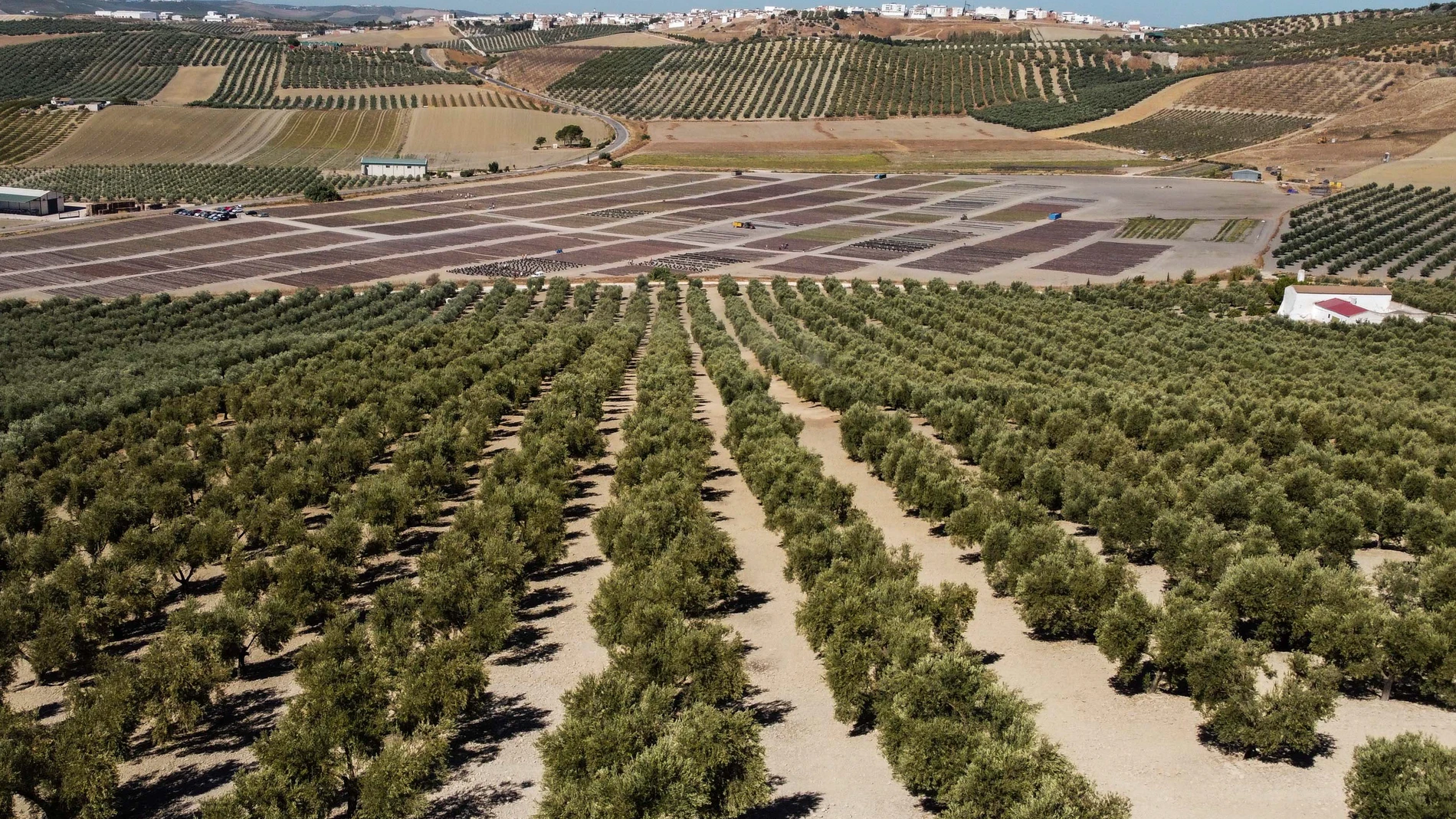 Viñedos en la provincia de Córdoba