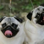Dos perros carlinos, en una imagen de archivo
