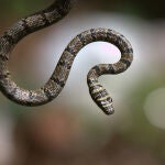 Una serpiente en pleno vuelo