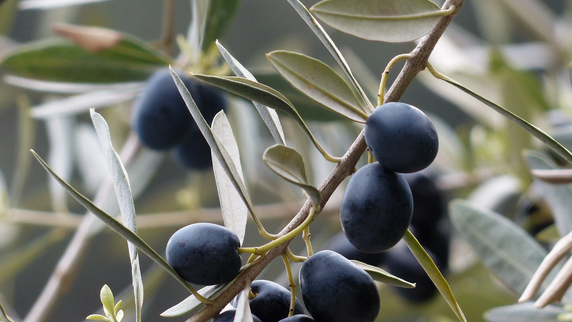 El consumo regular de aceite de orujo de oliva tiene efectos positivos ante la enfermedad cardiovascular