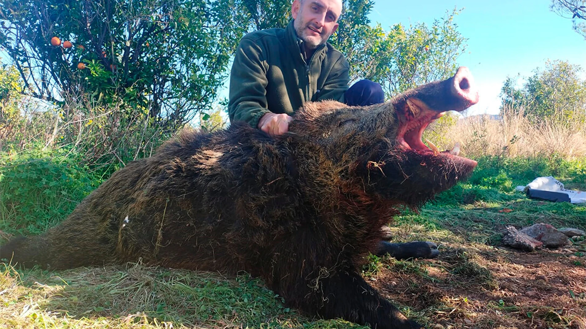 El presidente de la Sociedad de Cazadores de Villalonga (Valencia), Fran Moratal, con el jabalí abatido