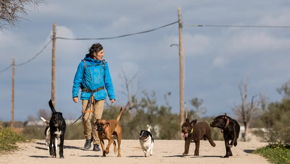 De profesión, paseador de perros