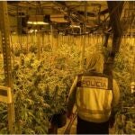 Desmantelada una plantación y punto de venta de marihuana en Toral de Merayo (Ponferrada)