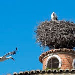 El invierno de los pájaros