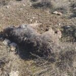 Pacma solicita prisión para un cazador acusado de matar de un tiro a un perro en la Sierra de Baza (Granada). PACMA
