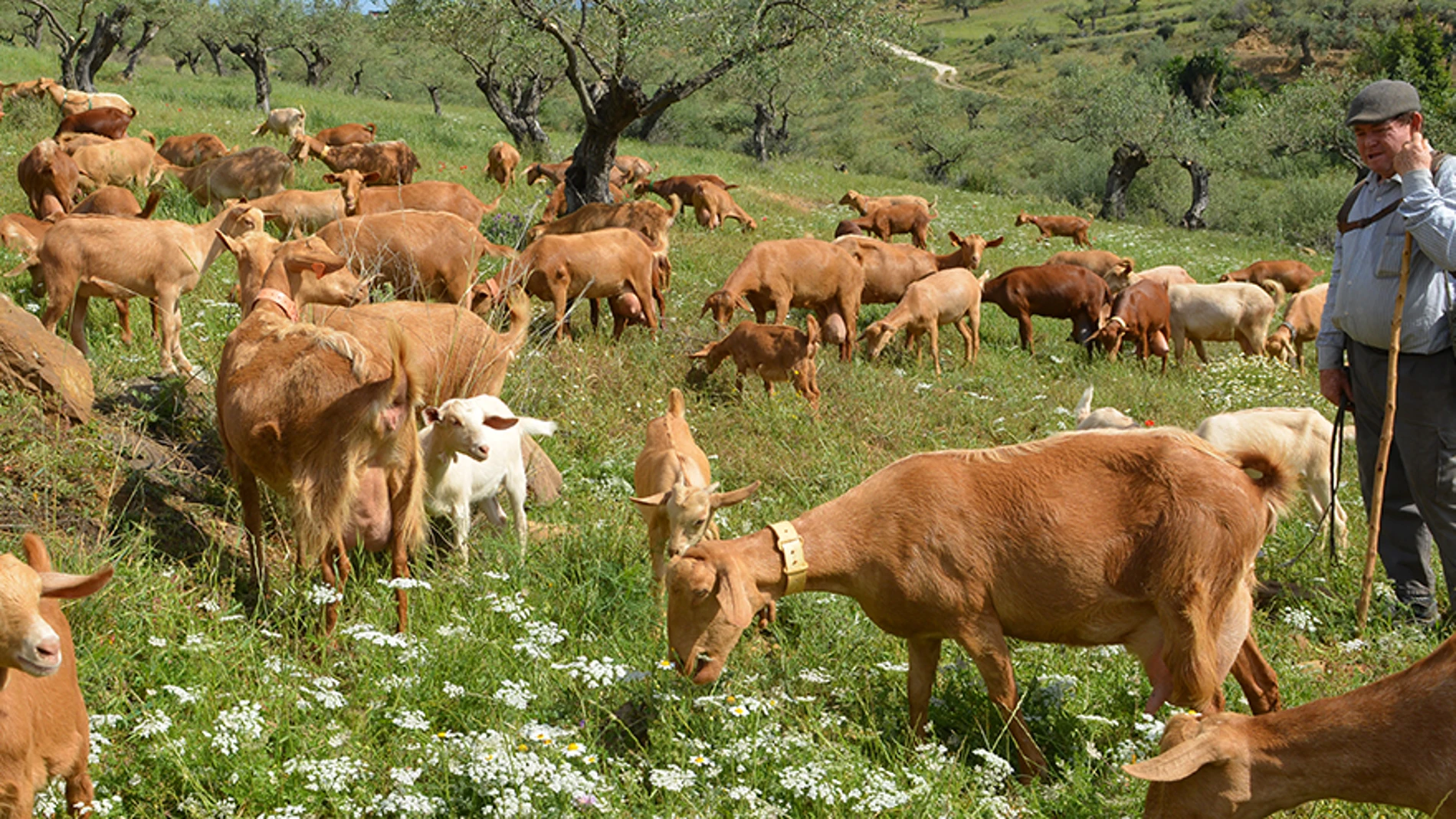Pastor de cabras