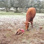 Ataque de lobo en la finca de la comarca de La Armuña (Salamanca)