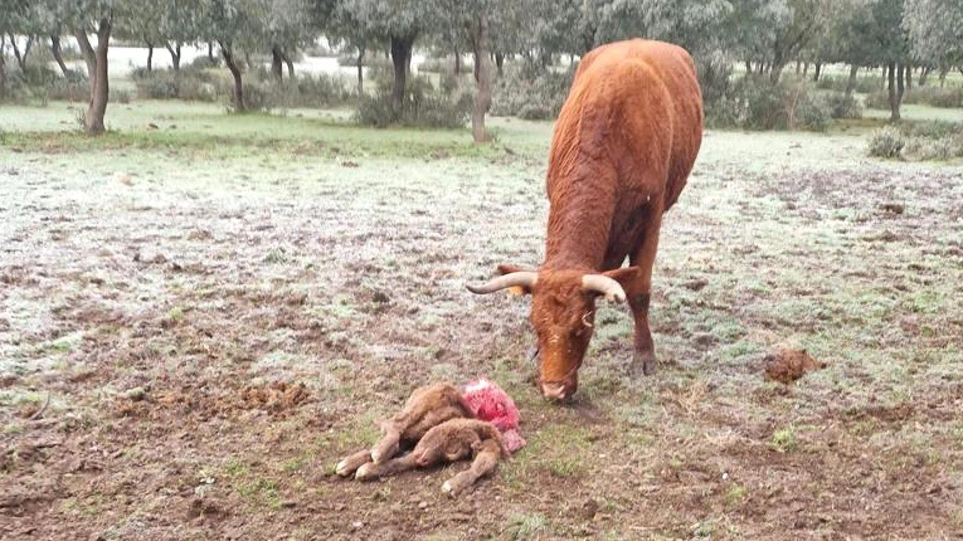 Ataque de lobo en la finca de la comarca de La Armuña (Salamanca)