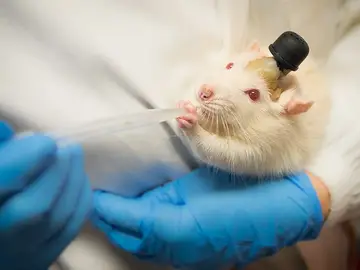 Rata de laboratorio con un implante para medir su actividad cerebral. En este caso se trata de otro experimento de otro equipo de investigadores en el que medían la respuesta de la rata vibraciones. Rata de laboratorio con un implante para medir su actividad cerebral. En este caso se trata de otro experimento de otro equipo de investigadores en el que medían la respuesta de la rata vibraciones.