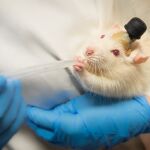 Rata de laboratorio con un implante para medir su actividad cerebral. En este caso se trata de otro experimento de otro equipo de investigadores en el que med&iacute;an la respuesta de la rata vibraciones.