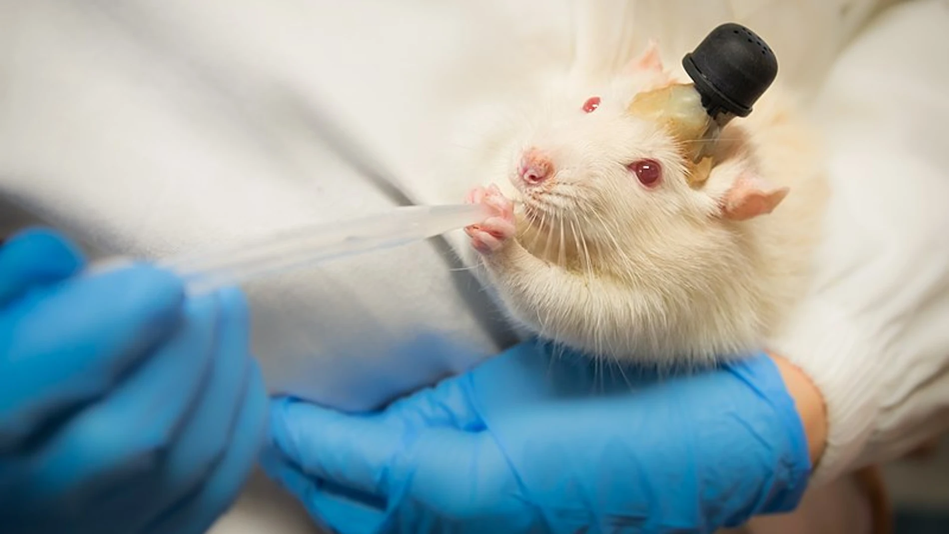 Rata de laboratorio con un implante para medir su actividad cerebral. En este caso se trata de otro experimento de otro equipo de investigadores en el que medían la respuesta de la rata vibraciones.