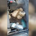 Caza ilegal de erizos en Madrid