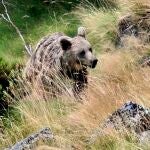 Oso pardo salvaje en el Cordillera Cantábrica. 