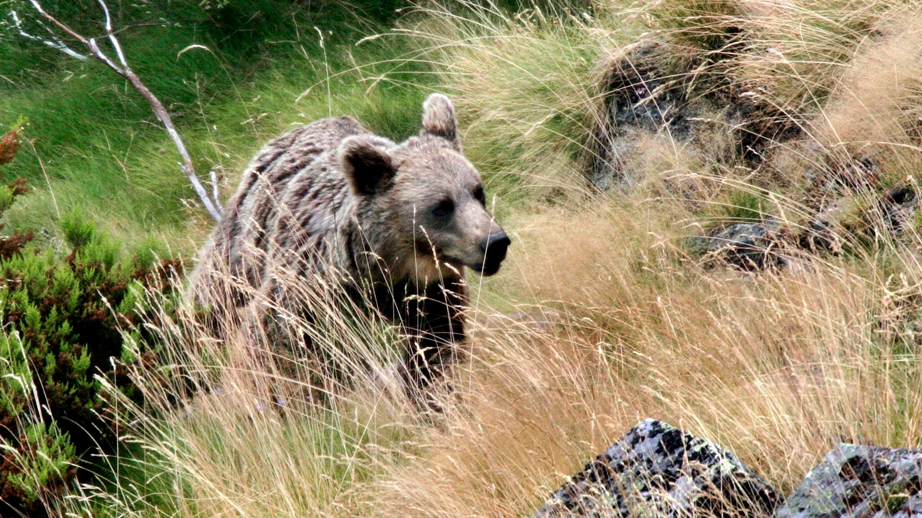 Oso pardo salvaje en el Cordillera Cantábrica.