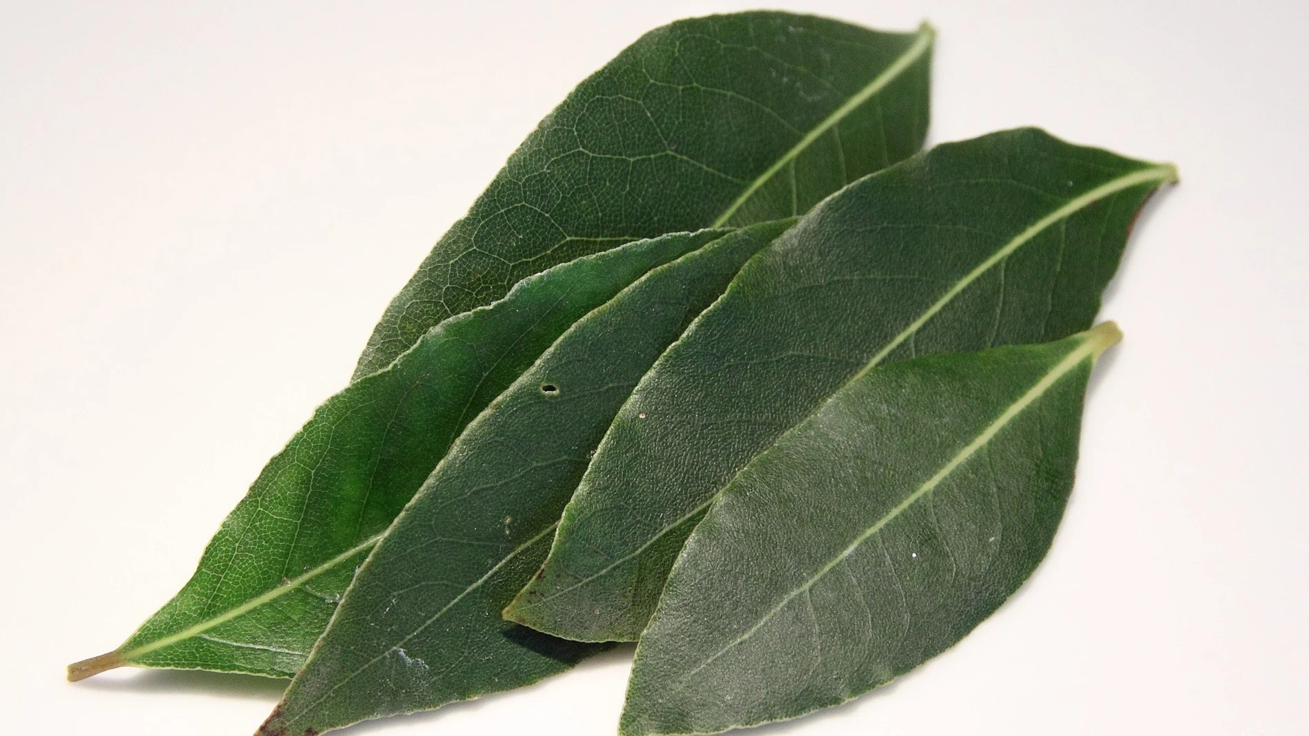 Las hojas de este árbol tienen un sabor y un aroma muy fuertes y amargos cuando están frescas. Por ello conviene que estén secas para emplearlas en la cocina