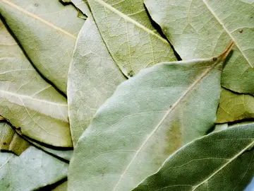 El proceso de secado de las hojas de laurel mejora su sabor, eliminando el amargor. Sin embargo, también suaviza bastante su olor El proceso de secado de las hojas de laurel mejora su sabor, eliminando el amargor. Sin embargo, también suaviza bastante su olor