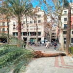 Palmera de gran tamaño se ha desplomado sobre el pavimento por el fuerte viento hoy en Plaza Nueva de Sevilla