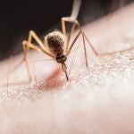 Imagen de mosquito