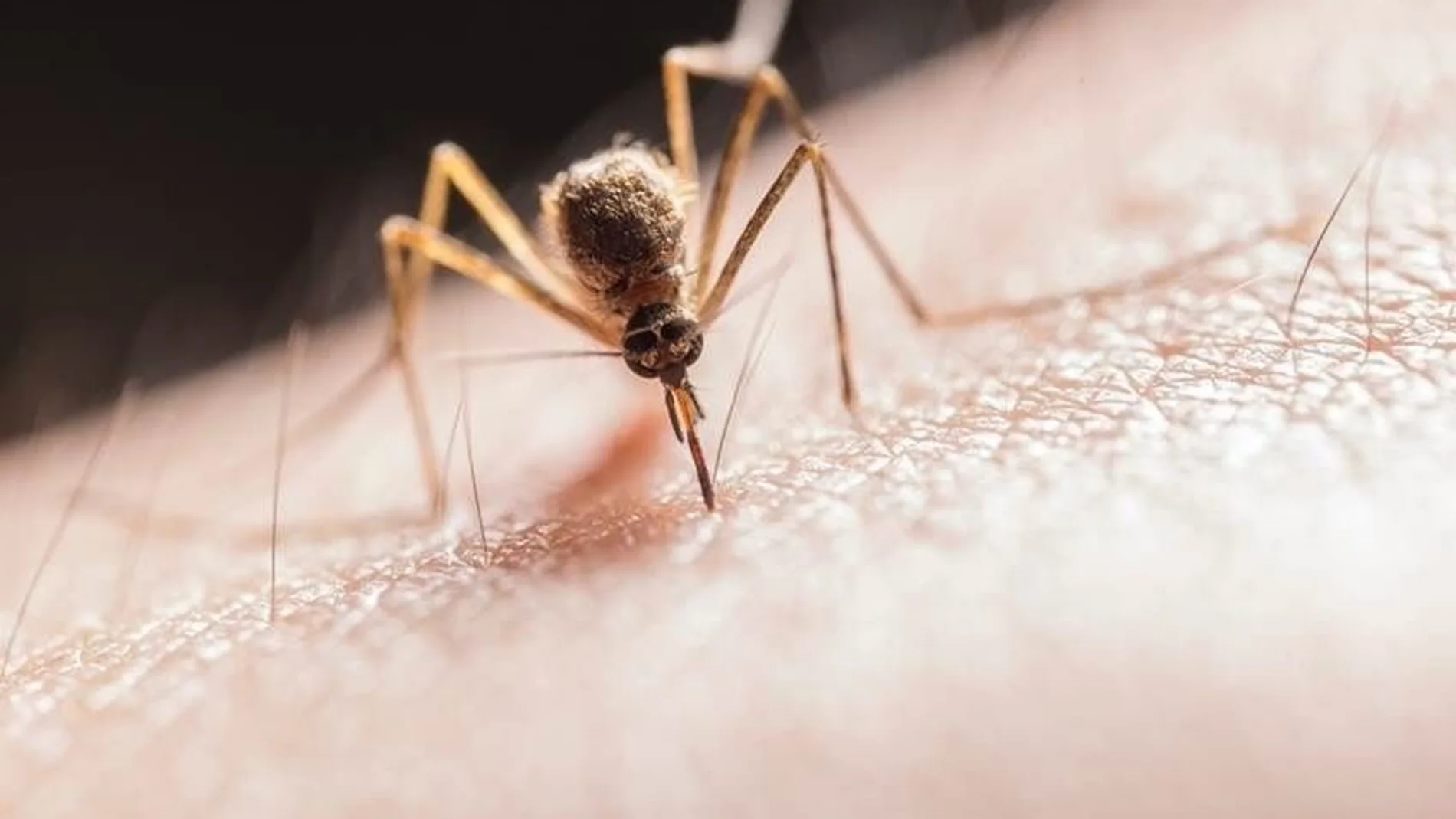 Imagen de mosquito