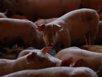 Ganaderos mexicanos innovan con vacunas para mejorar la salud de los cerdos