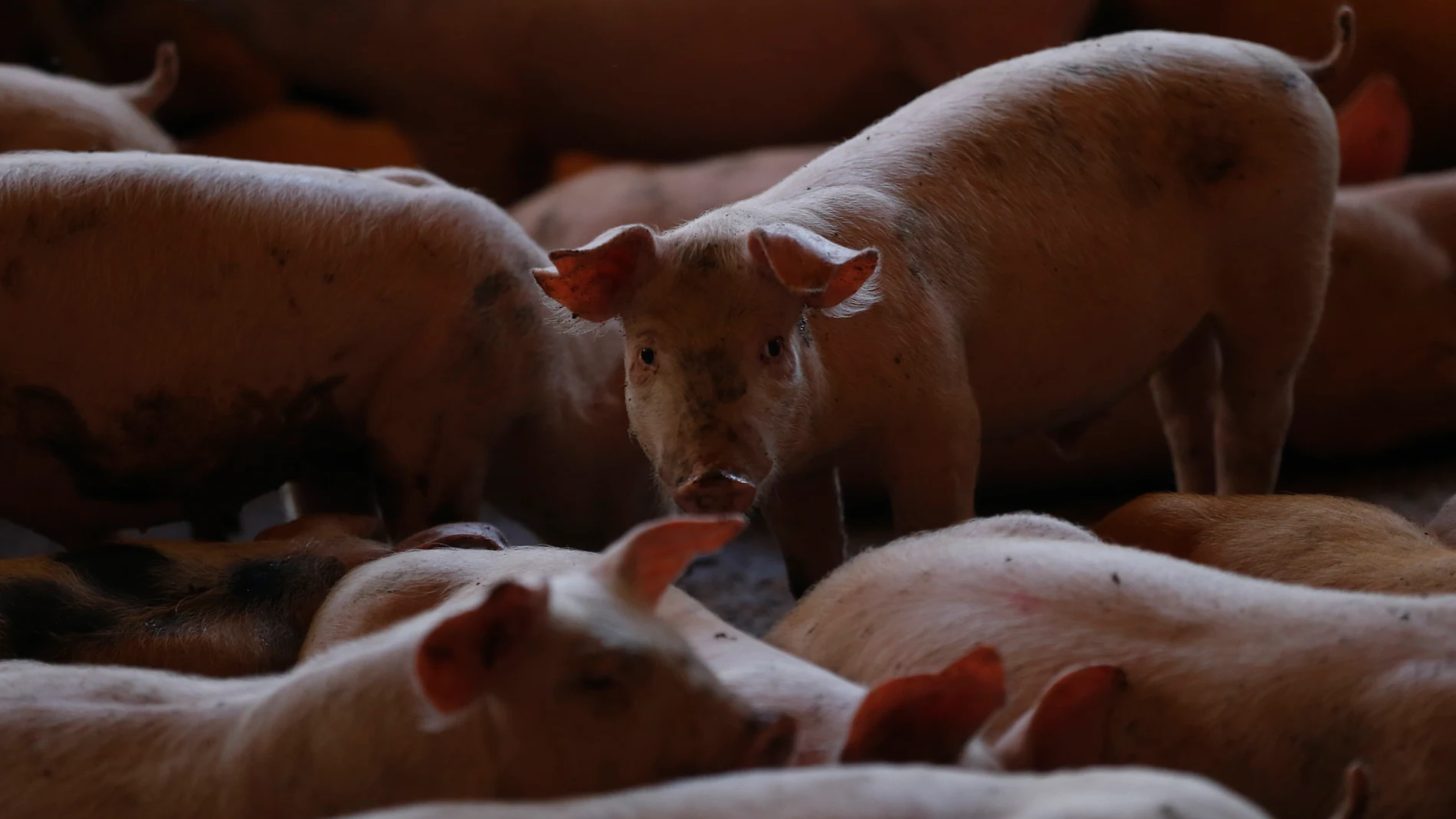 MEX6046. TEPATITLÁN (MÉXICO), 10/02/2023.- Fotografía de cerdos en un criadero hoy, en la localidad de Tepatitlán, en el estado de Jalisco (México). Productores mexicanos de cerdo comienzan a usar un sistema de vacunación subdérmico y sin agujas para reducir el estrés de animales enfermos, disminuir la trasmisión de virus y aumentar la certificación de la carne de calidad, una de las principales exportaciones agropecuarias. EFE/ Francisco Guasco