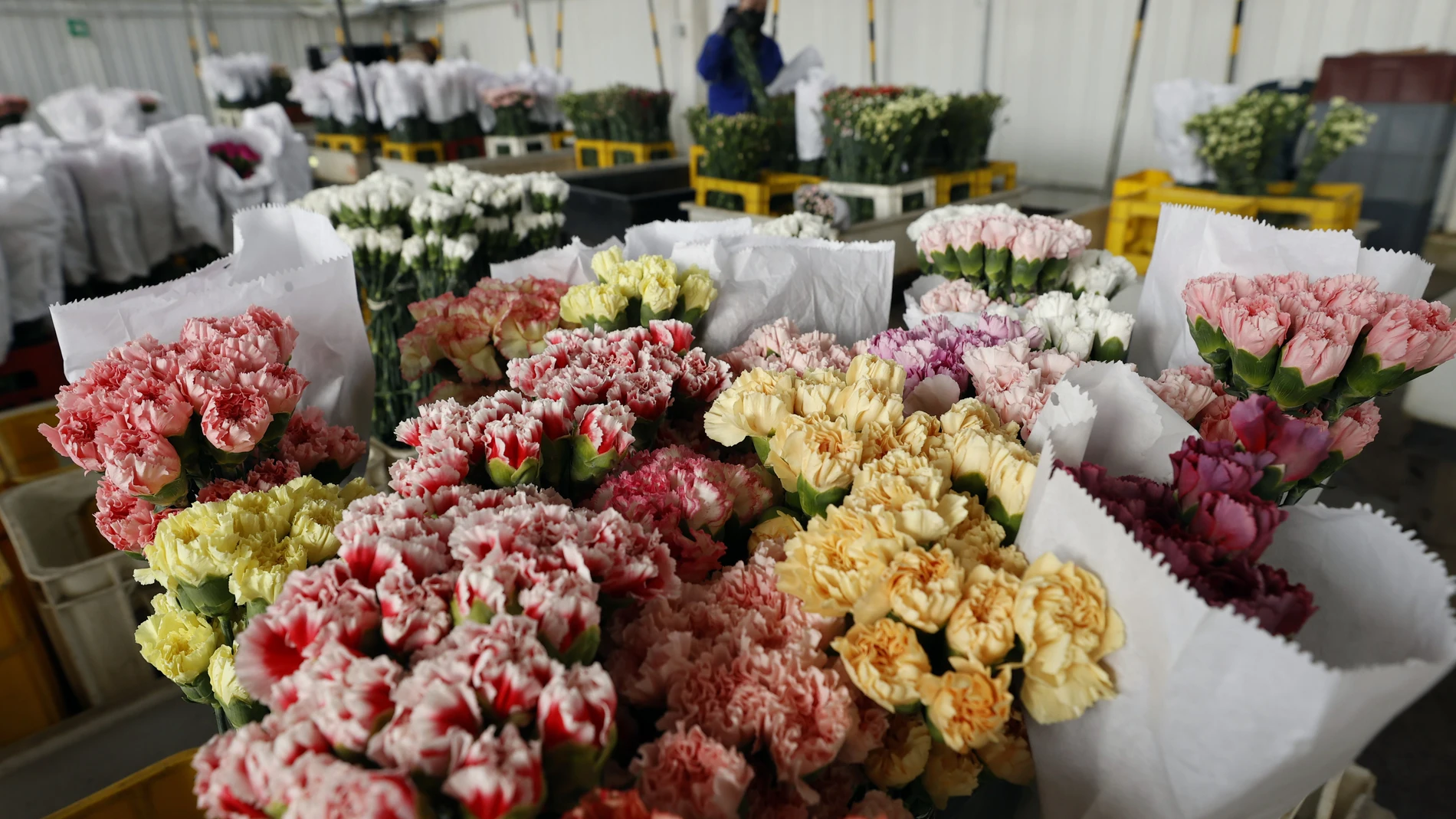 ACOMPAÑA CRÓNICA: SAN VALENTÍN COLOMBIA. BOG200. SESQUILÉ. (COLOMBIA), 11/02/2023.- Fotografía de ramos de claveles de diferentes colores, el viernes 10 de febrero de 2023, en "Flores La Aldea", un cultivo ubicado en Sesquilé, municipio próximo a Bogotá (Colombia). Para el sector floricultor de Colombia, el día de San Valentín constituye una de las temporadas estrella a la hora de exportar, a más de 100 países, millones de flores cosechadas en invernaderos donde ya no solo las "enmallan" y "d...