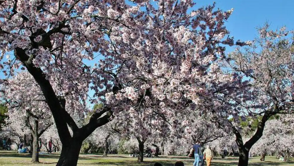 Ya se pueden apreciar los primer almendros en flor de la capital