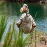Pésima reconstrucción de un dodo, pero puede que más cercana a lo que Colossal Biosciences puede ofrecer