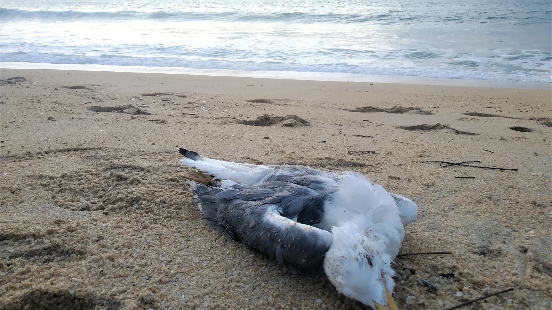 Gripe aviar en gaviotas