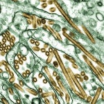 Virus H5N1