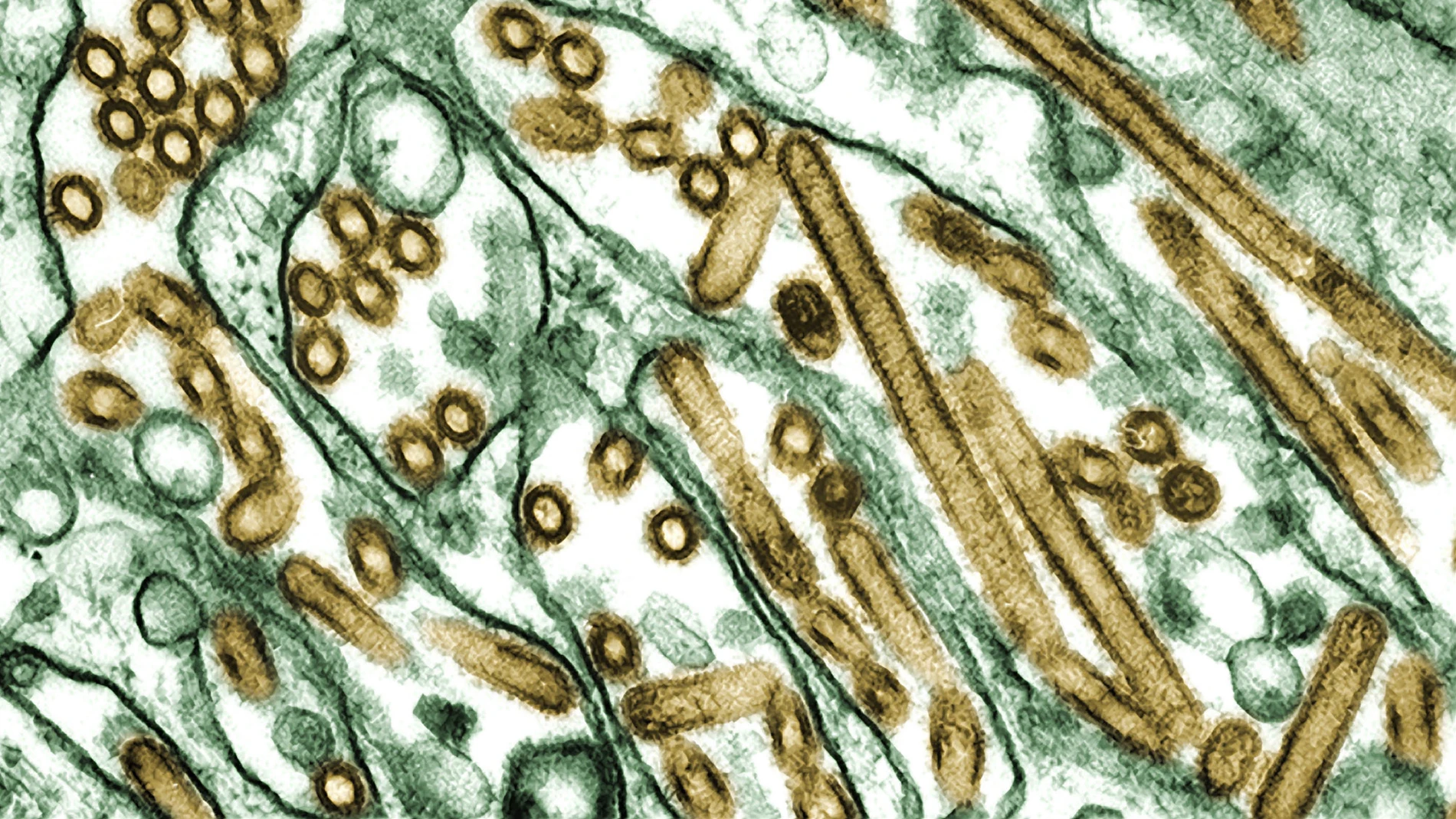 Virus H5N1
