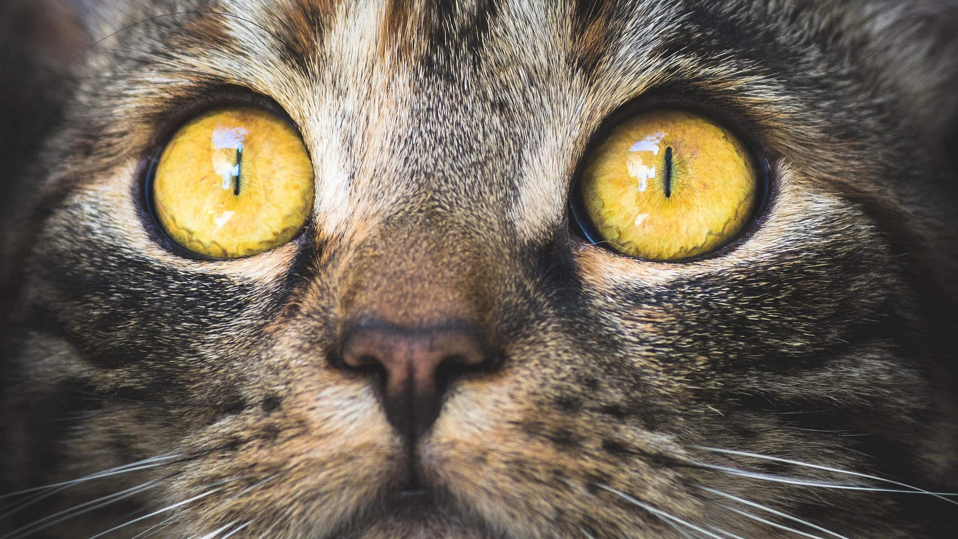 Colores que ven los animales