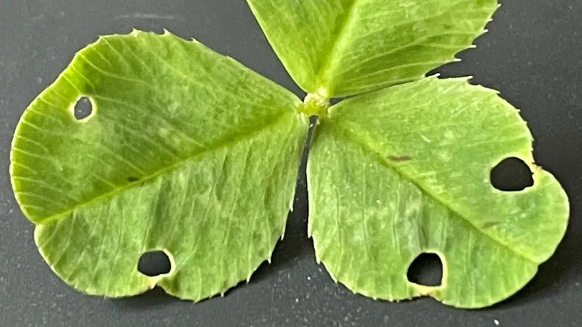Hoja actual que presenta movimiento nictinástico y que ha sido atacada por insectos. 