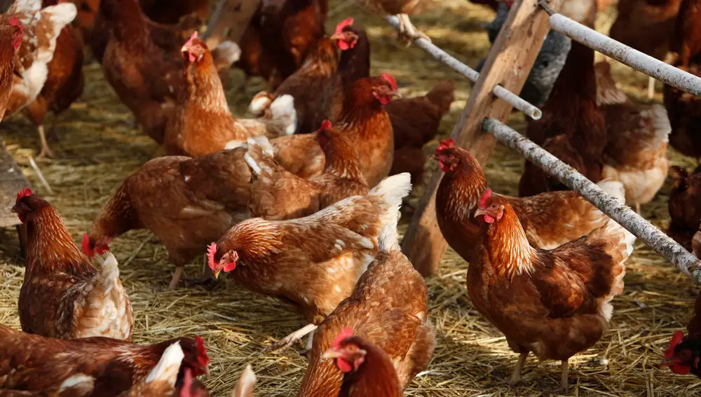 Granja de gallinas