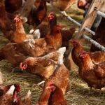 Granja de gallinas