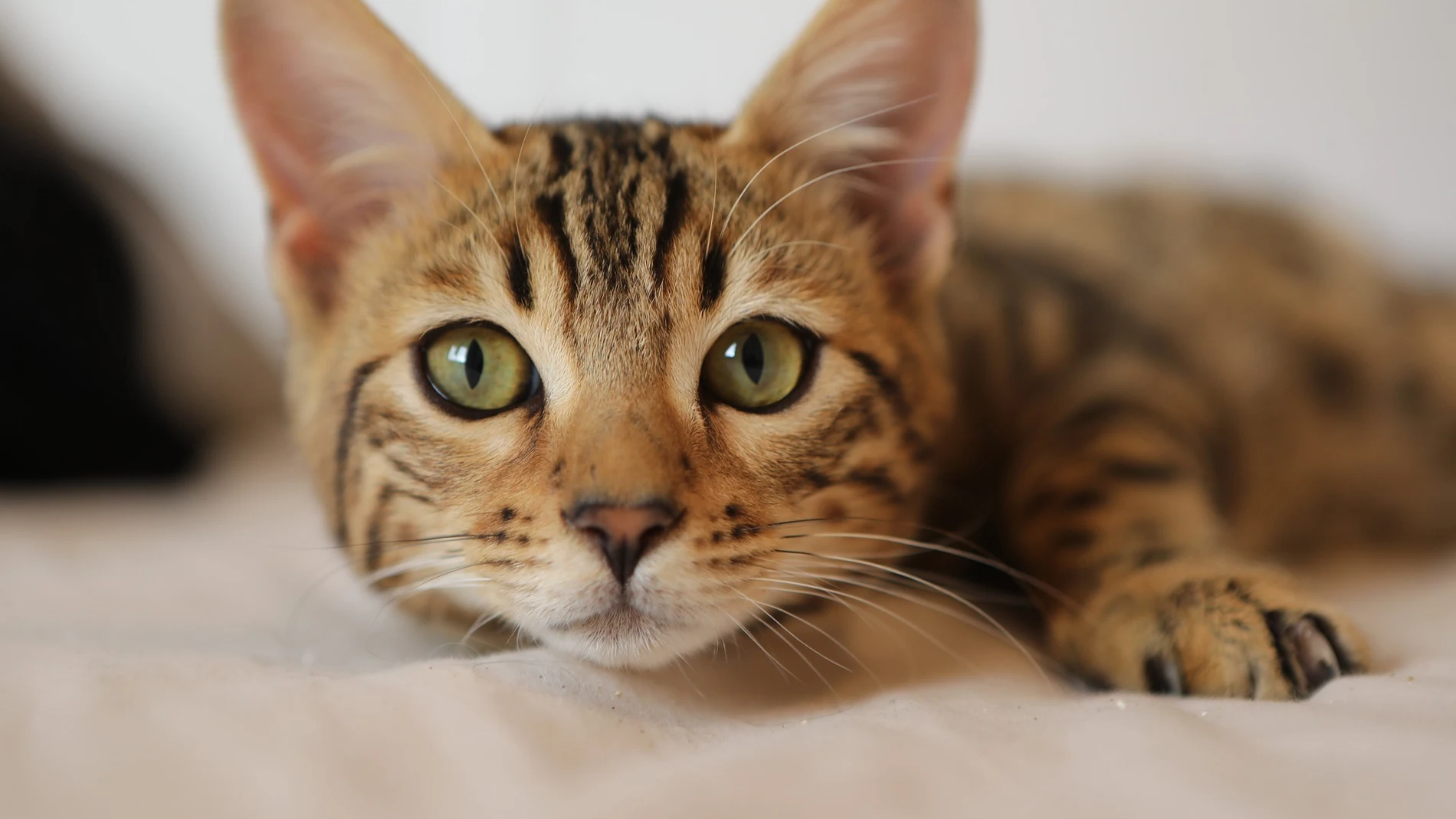 Técnicas para ayudar a los gatos con la separación de sus dueños durante las vacaciones
