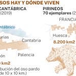 Oso pardo