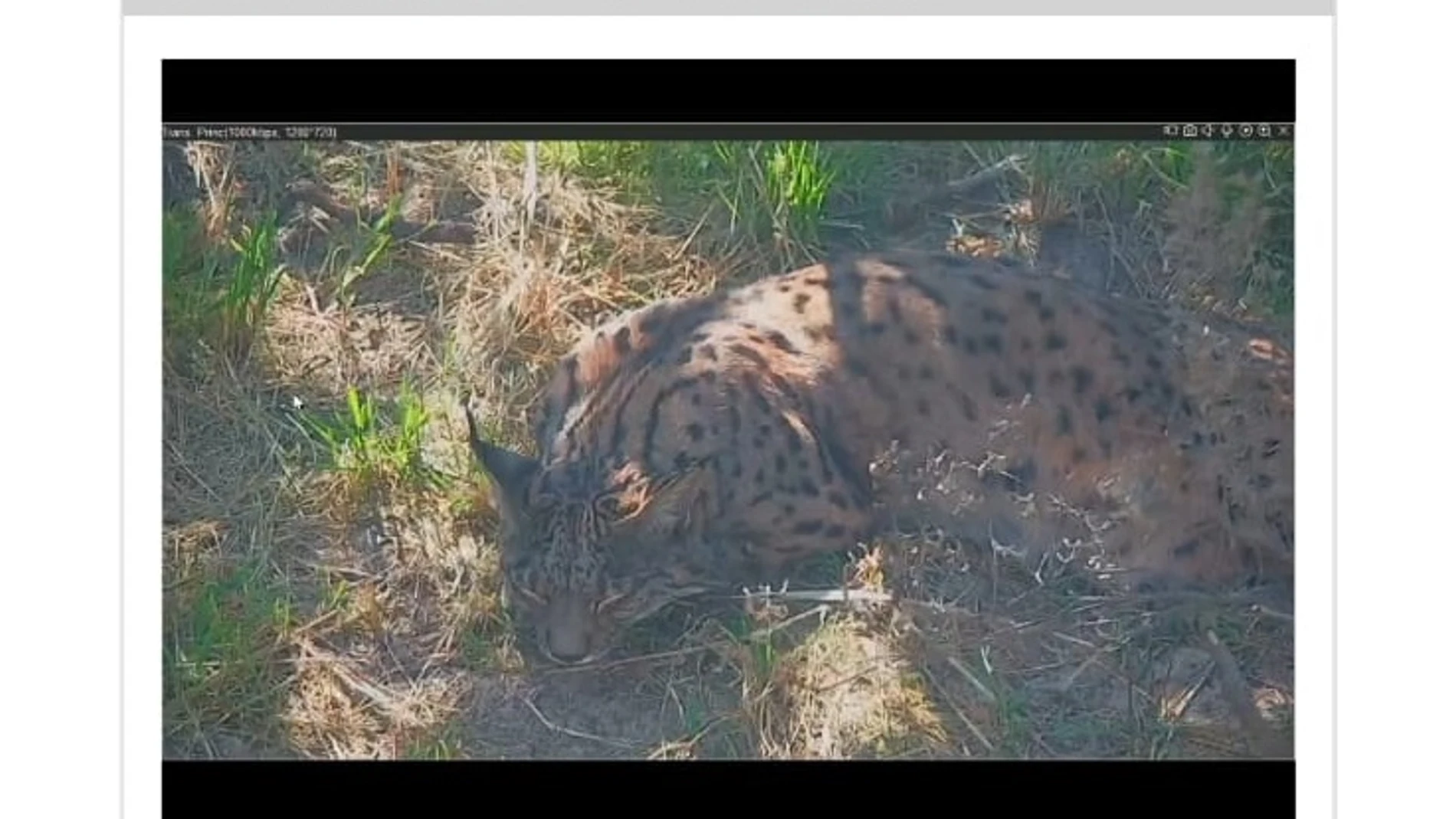 Centro de Cría del lince ibérico