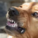 Los perros pueden ser las mascotas perfectas, pero también pueden ser muy peligrosos