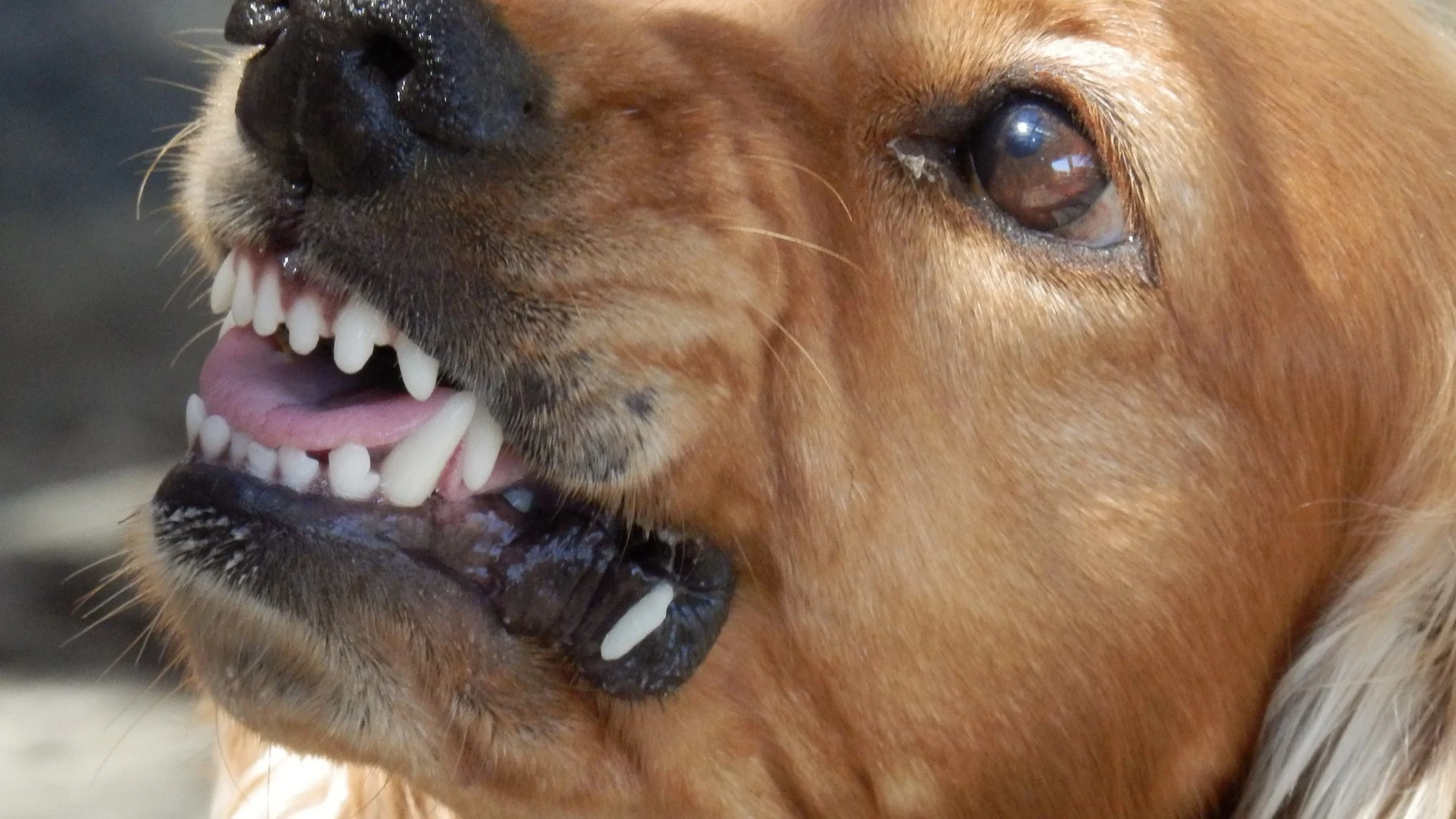 Los perros pueden ser las mascotas perfectas, pero también pueden ser muy peligrosos