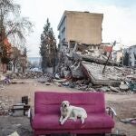 -FOTODELDIA- Adiyaman (Turquía), 18/02/2023.- Un perro en un sofá este domingo entre los escombros producidos por el terremoto que asoló el país en la localidad de Adiyaman. Al menos 44.000 personas han muerto tras el terremoto del pasado 6 de febrero.