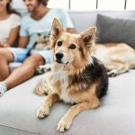 "Qué pena tan grande que tengamos que elaborar una ley de bienestar animal para que los psicópatas de nuestra cultura civilizada sean castigados" 
