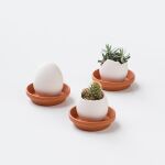 Planta con forma de huevo